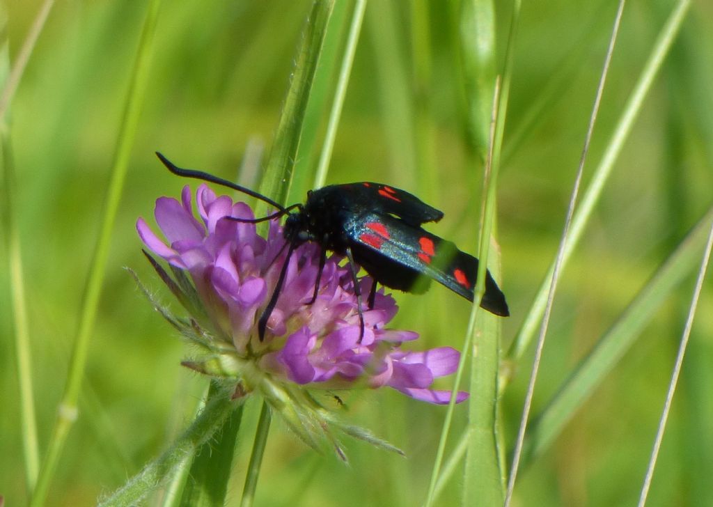 Zygaena da confermare